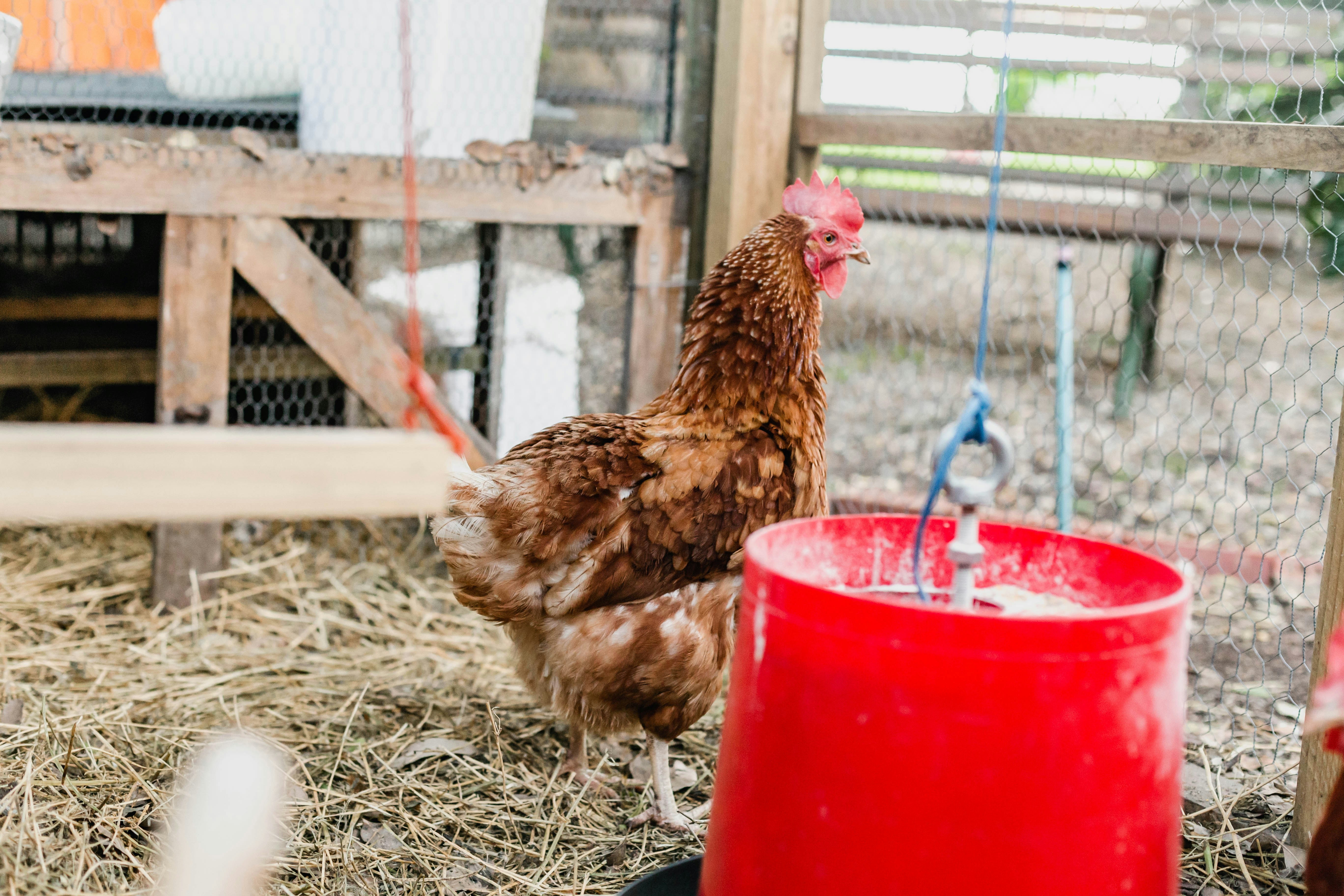 Backyard Chicken Coop Setup Guide: Space, Feeding, Breeds & Care Tips for Beginners