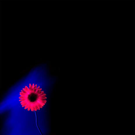 Joseph's Coat (Live) cover art