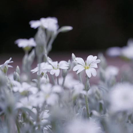 Lay Me Down in the Wildflowers cover art