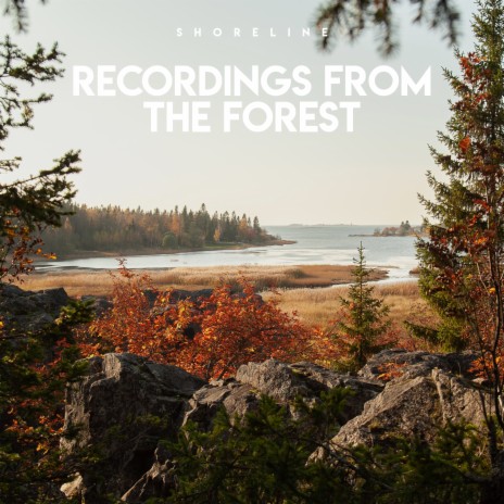 Late night in the forest cover art