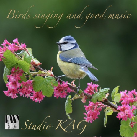 Birds singing and good music cover art