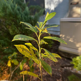 Growth