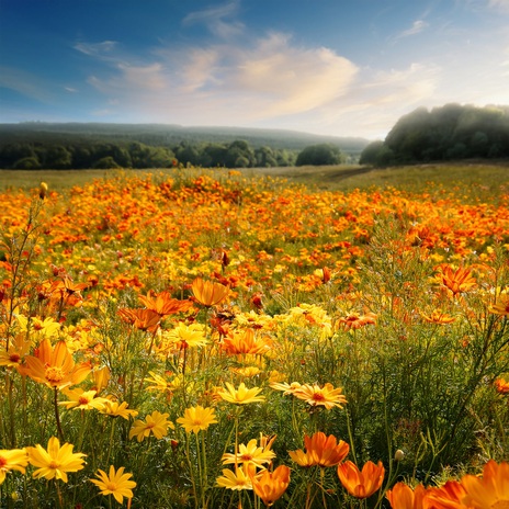 Cornflowers in a Fold of Earth ft. Chillout Lounge Music & Binaural Beats Research cover art