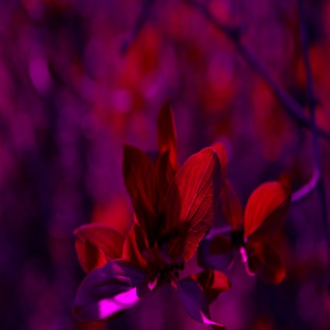 Nocturnal (Original Mix) cover art