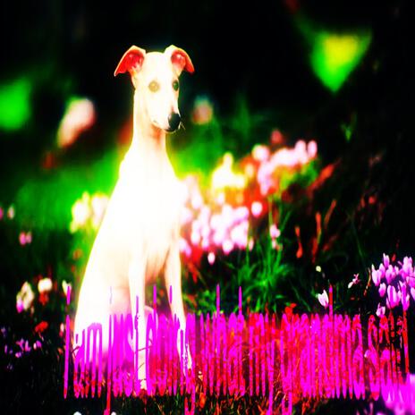 DWGS cover art