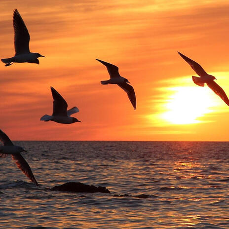 Let's Fly Away cover art