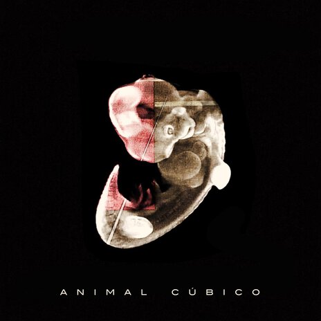 Animal Cúbico Vi cover art