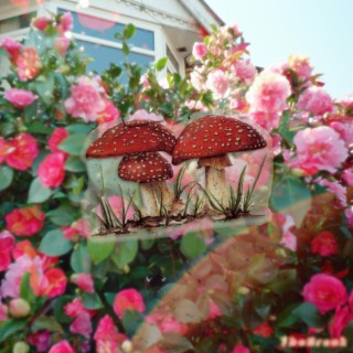 amanita cover art