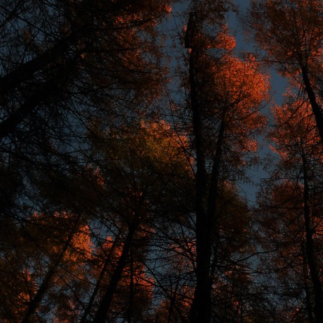 Autumn Memories I