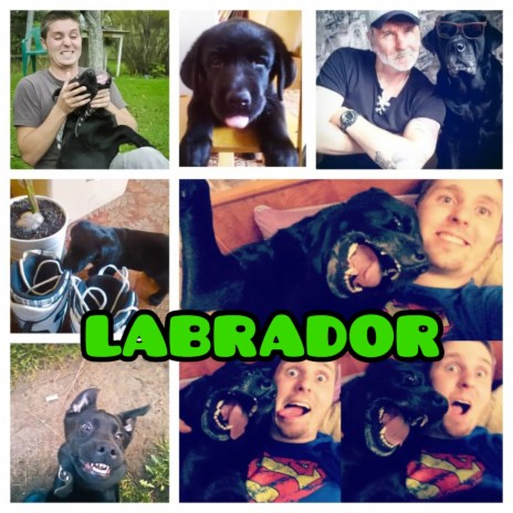 Labrador cover art