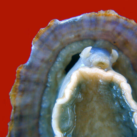 limpet cover art