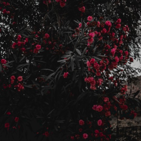 Filo cover art