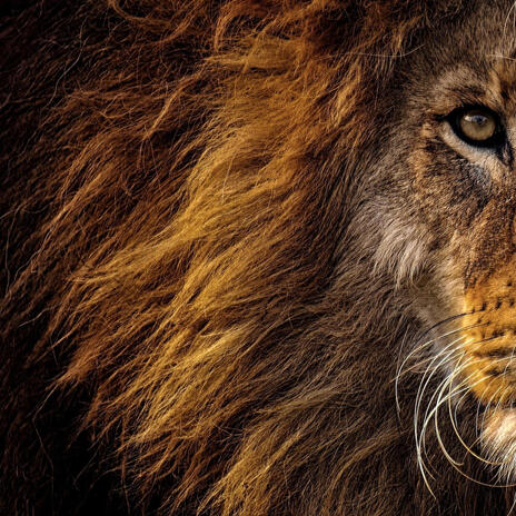 Lioness in might cover art