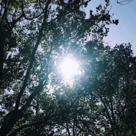 The Sun