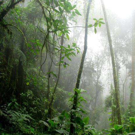 Amazon Rainforest Rain cover art