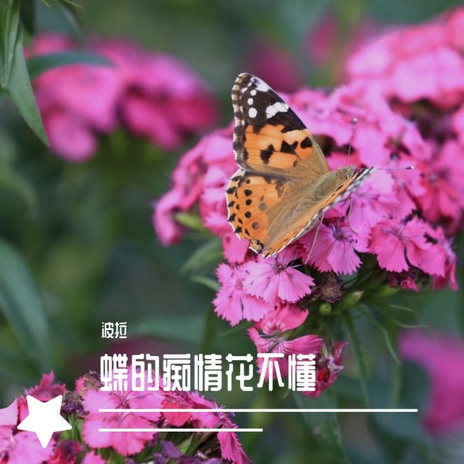 蝶的痴情花不懂 cover art