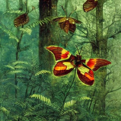 the moth & the fern cover art