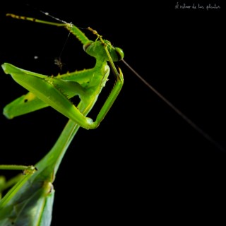 El Ritmo De Las Plantas