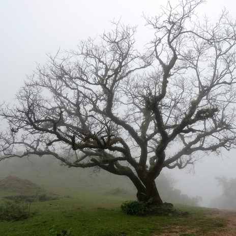 Tree cover art