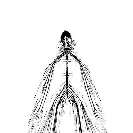 Ego Death