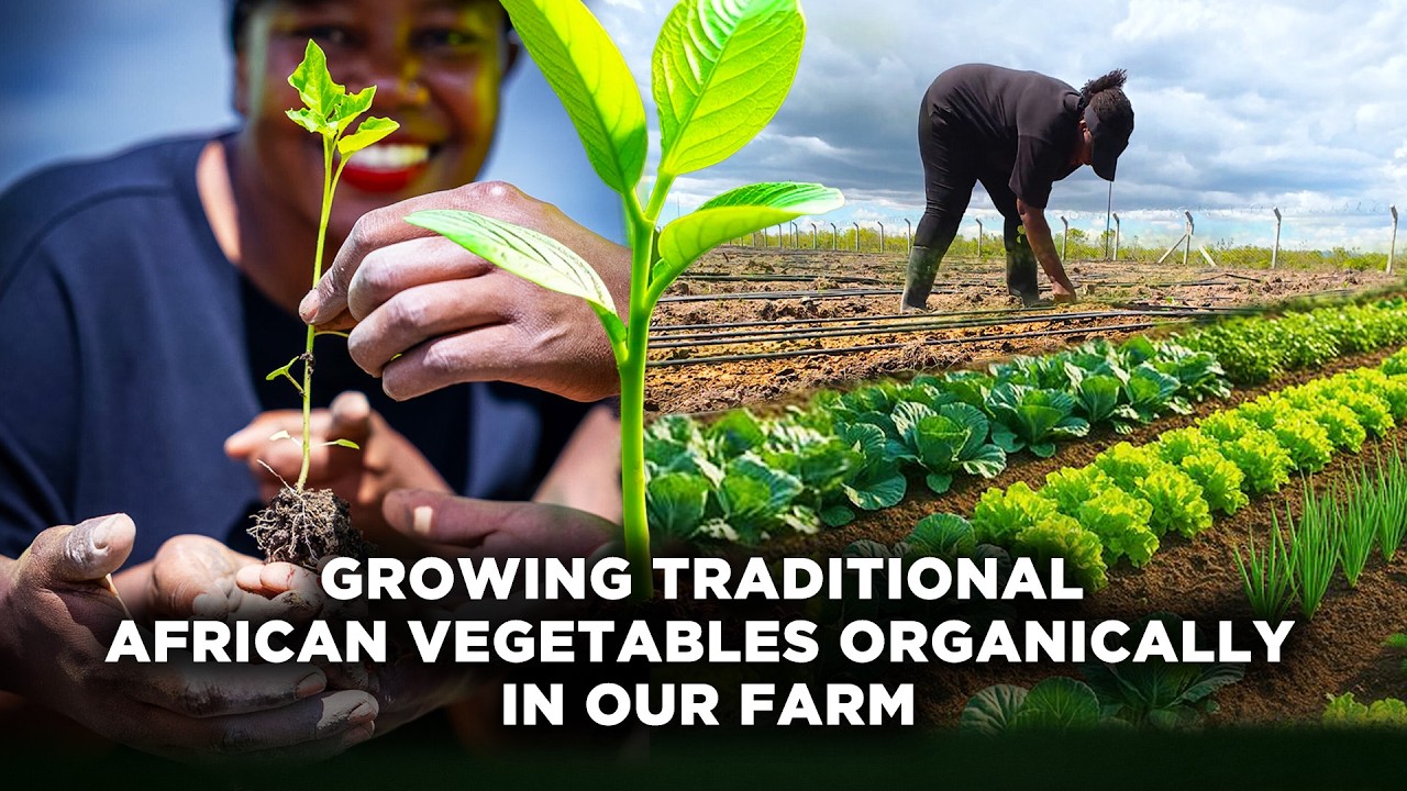 Why We Chose To Grow Organic Traditional African Vegetables In Our Farm | Nursery & Transplanting cover art