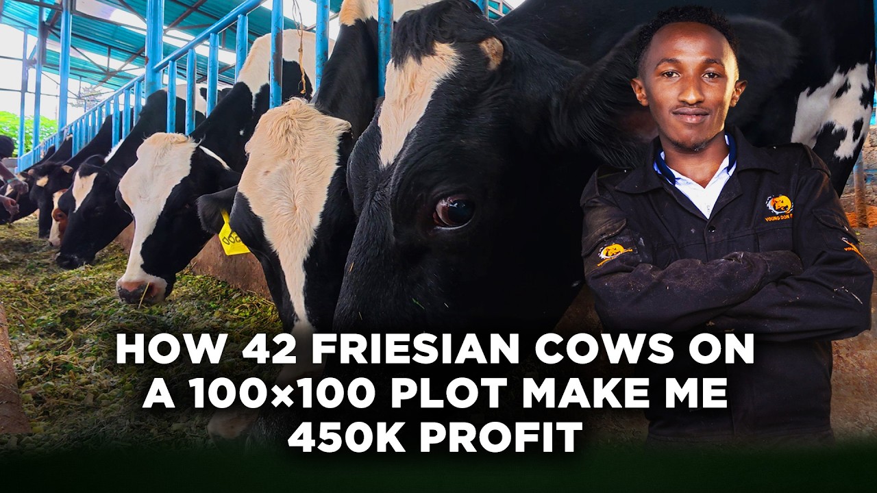 How This 24 Year Old Makes KSh 450,000 Profit Monthly Rearing 42 Friesian Cows on a 100×100 Plot|LNN cover art