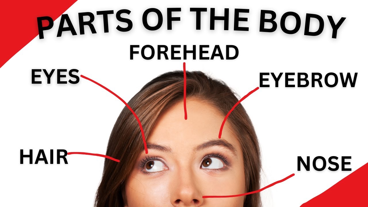 Parts of the Body In English 🧠 50+ Body Parts Names in English 👀 English Vocabulary Lesson cover art