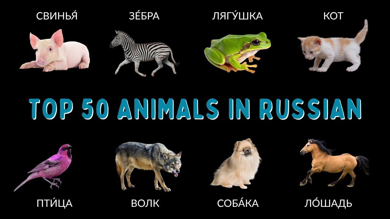 50 Animal Names in Russian | Learn Russian for Absolute Beginners cover art