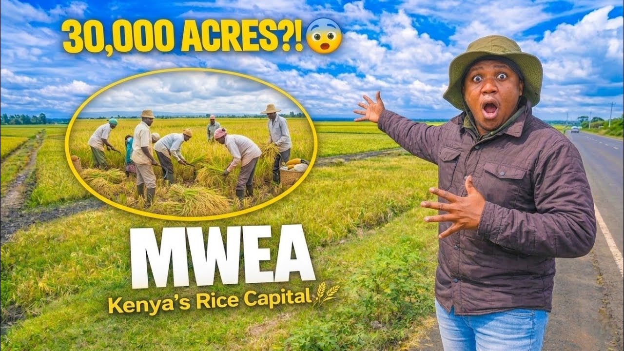 The Rice Capital of Kenya 🌾 | Inside Mwea Town.🇰🇪 cover art