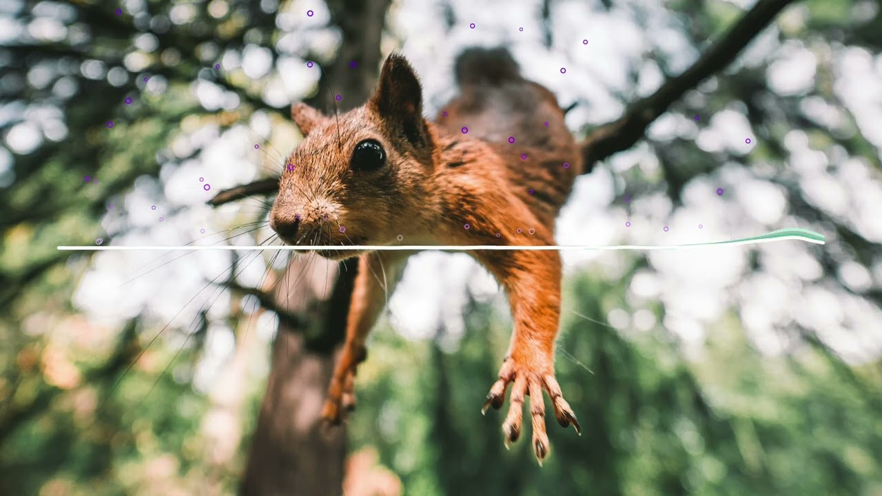 191 Bahasa Indonesia Listening - A skilled squirrel will fall eventually (proverb) (99% Indonesian)