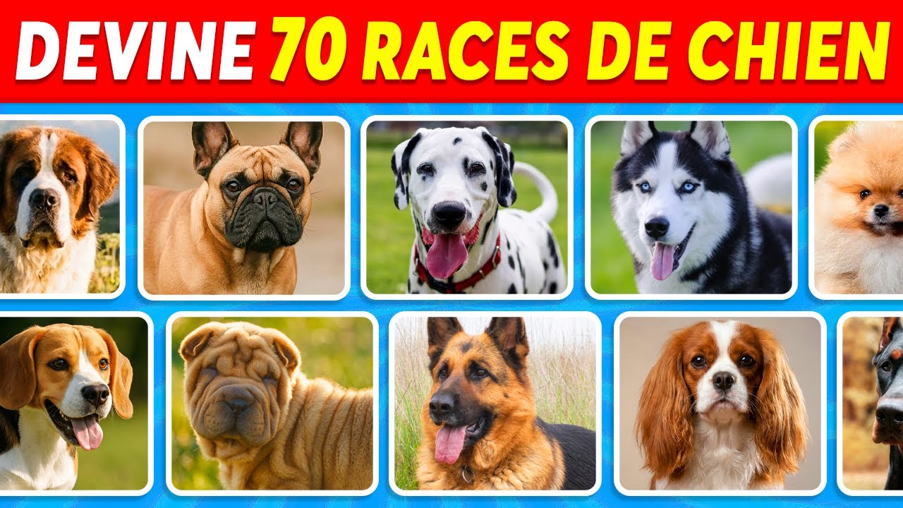 Devine 70 RACES de CHIEN en 5 secondes | Facile, Moyen, Difficile, Impossible