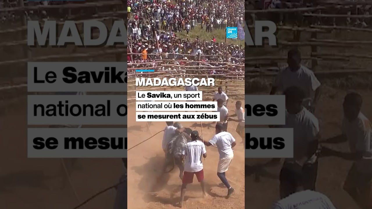 🇲🇬 #Madagascar : le #Savika, un sport national où les hommes se mesurent aux zébus • FRANCE 24 cover art