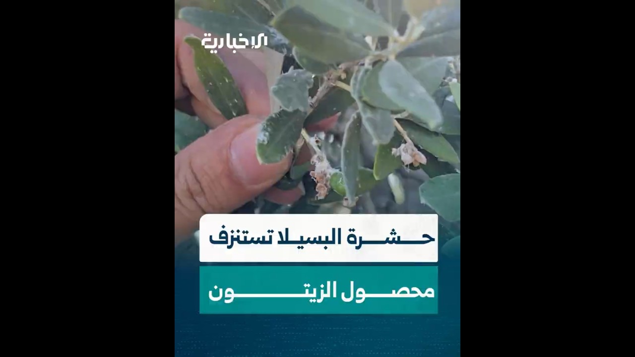 قناة الإخبارية السورية