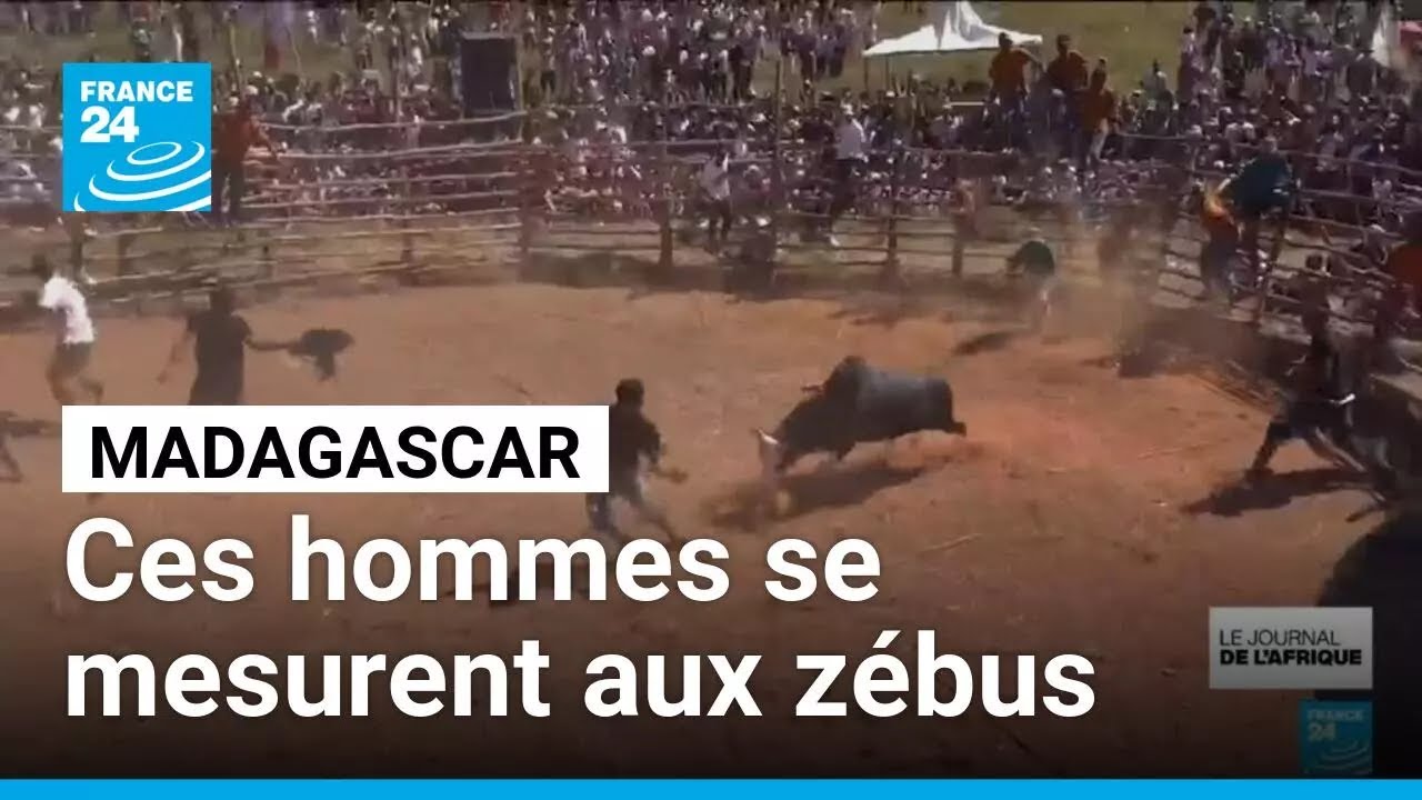 Le savika : un sport malgache ou les hommes se mesurent aux zébus • FRANCE 24 cover art