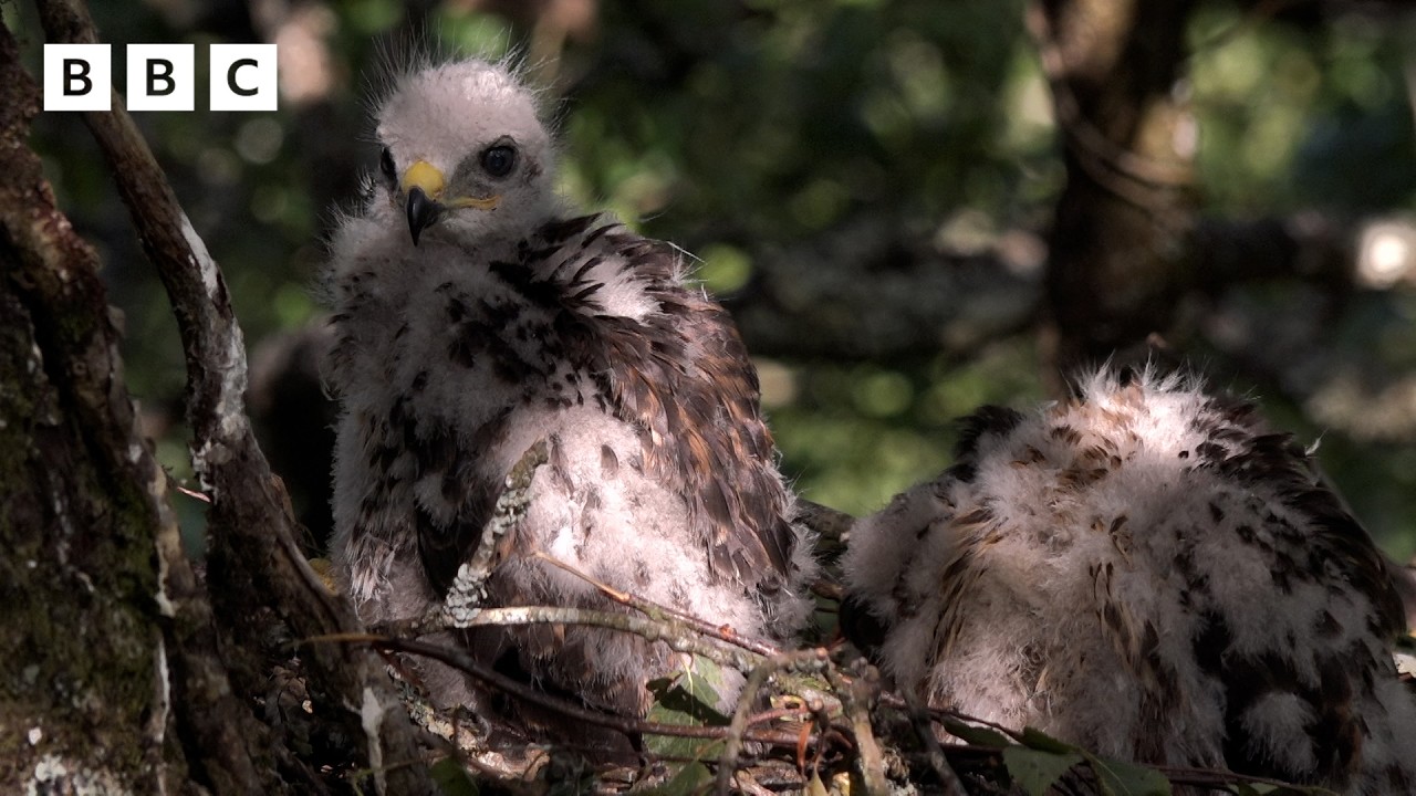 🔴 LIVE wildlife cameras 🌿 11 June 🐦 BBC Springwatch 2026 cover art