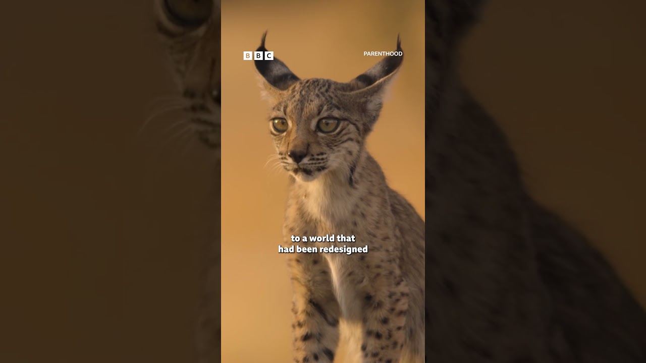 Lynx kittens find refuge on a farm - BBC cover art
