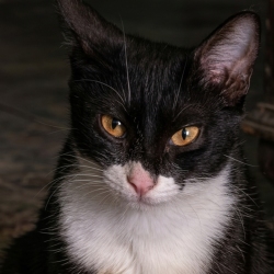 author avatar