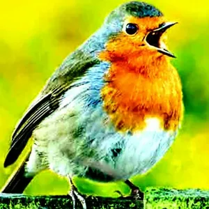 COCK ROBIN. cover art