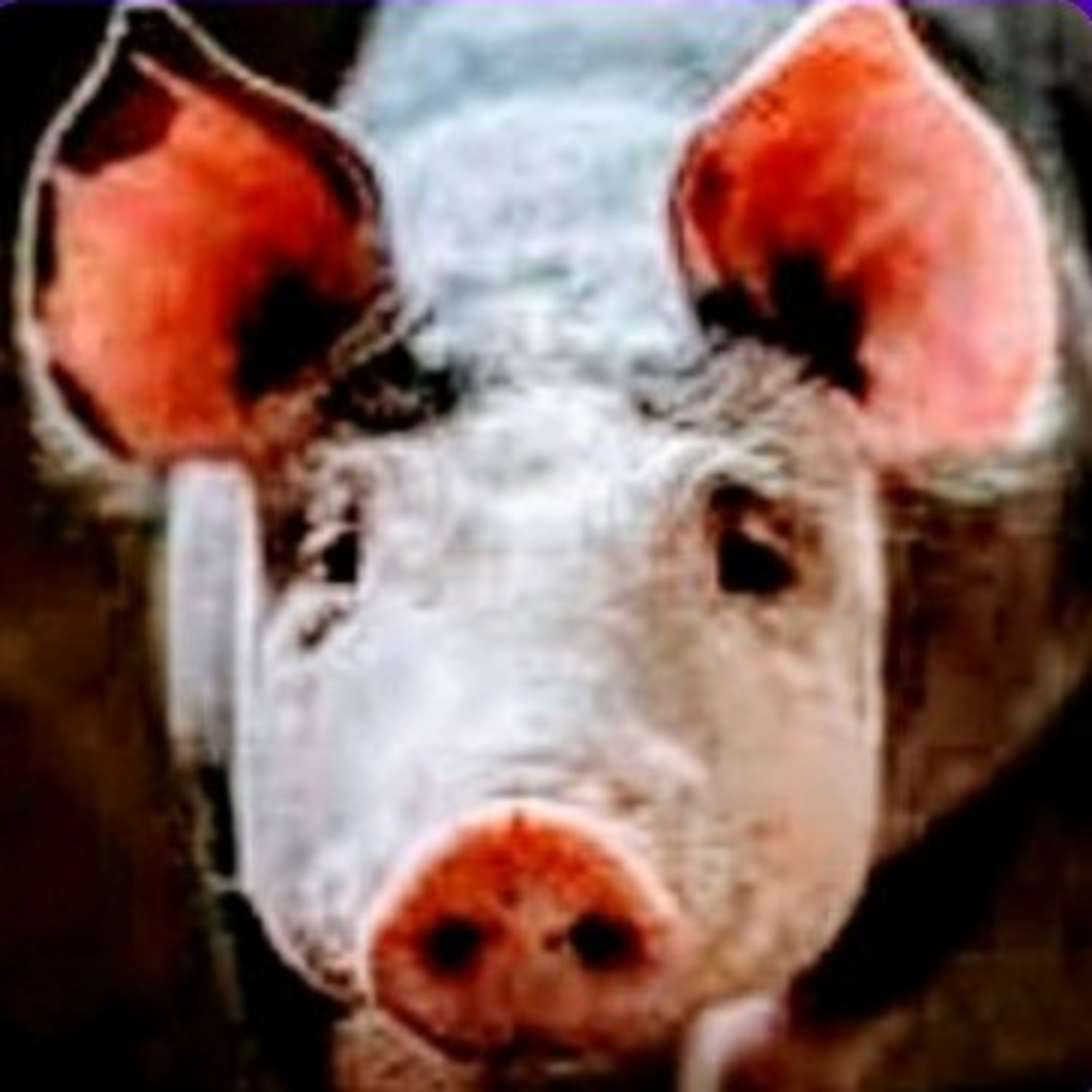 SILK PURSE SOW'S EAR cover art