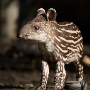 Uncovering the mysteries of the animal kingdom cover art