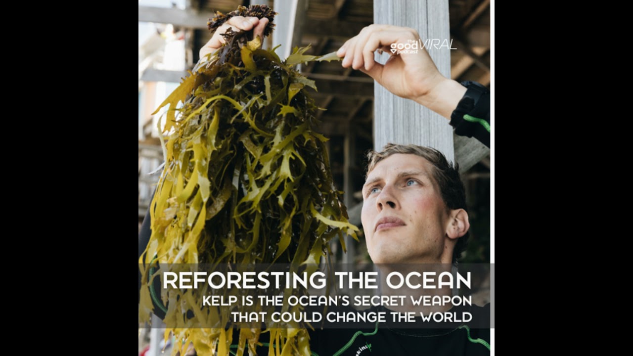 Reforesting the Ocean - Kelp is the Ocean's Secret Weapon That Could Change the World cover art