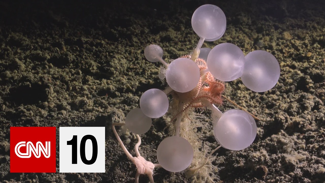 Scientists discovered 1,100 new ocean species this year | May 20, 2026 cover art