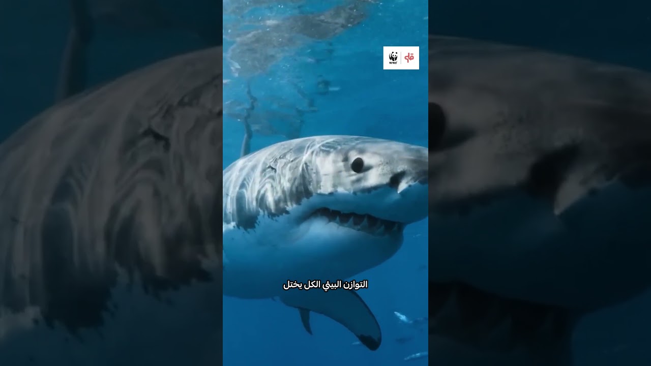 مفاجأة! القرش مش هو الخطر ! cover art