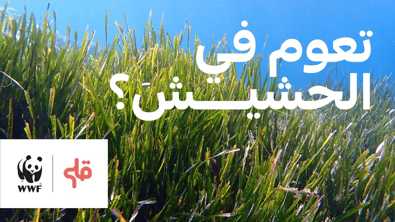 غطسة مع حشيش البحر. cover art