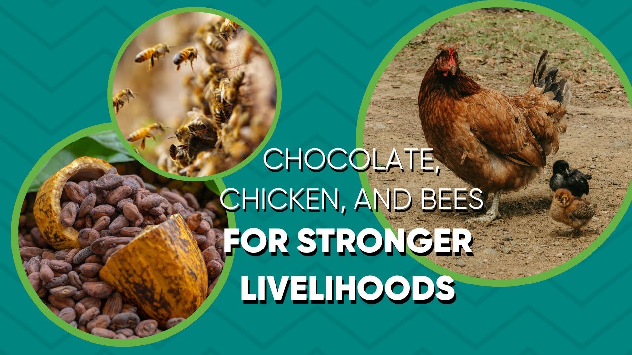 AgroTalk podcast - Cocoa and Conservation in the Ivory Coast cover art