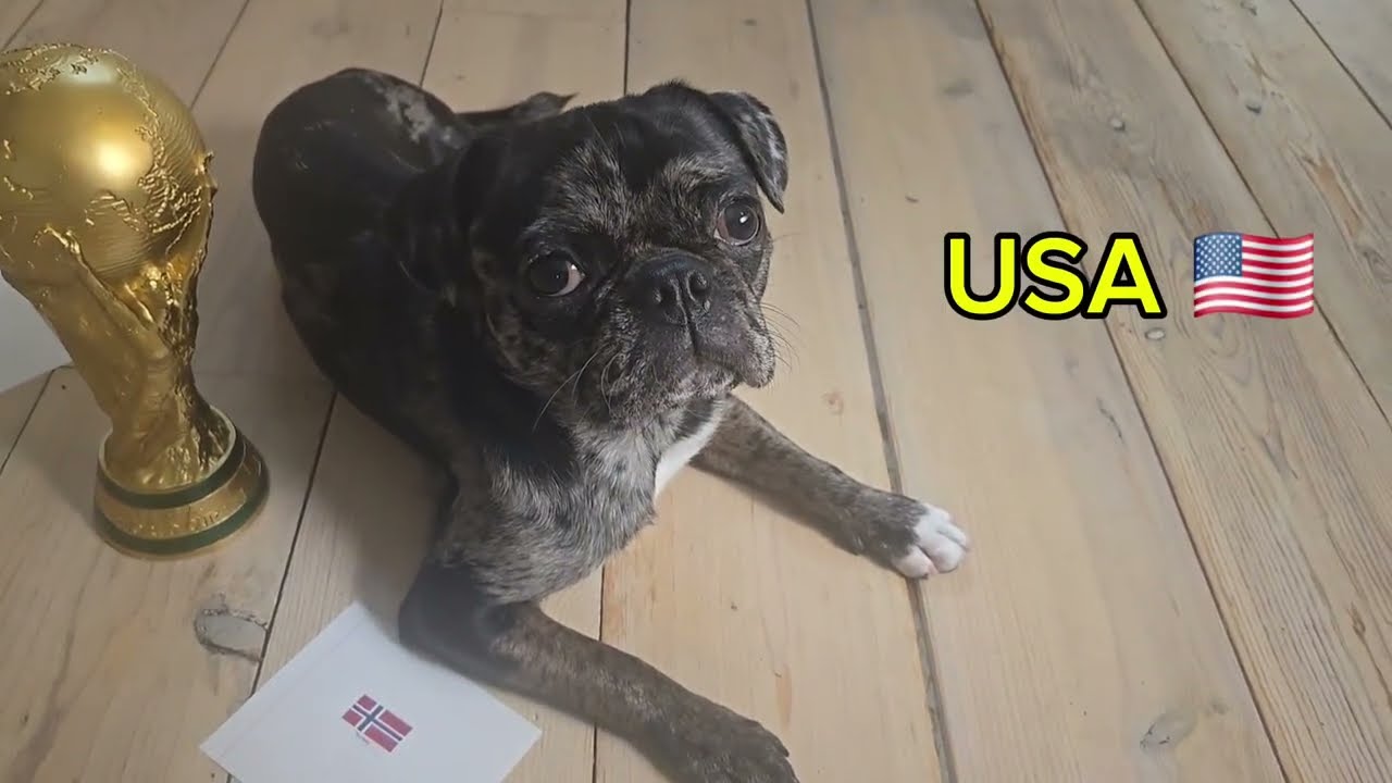 "Pesci The Pug Makes Her Round of 32 World Cup Picks⦠Chaos Continue cover art