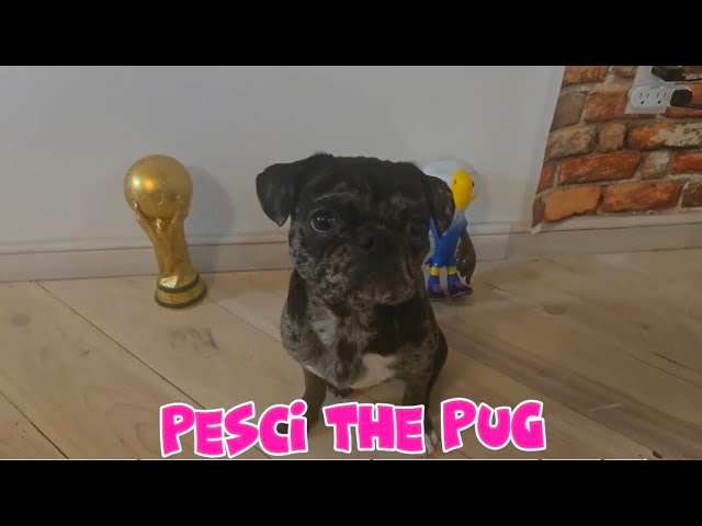 Pesci The Pug Crowns Norway 2026 World Cup Champions! π cover art