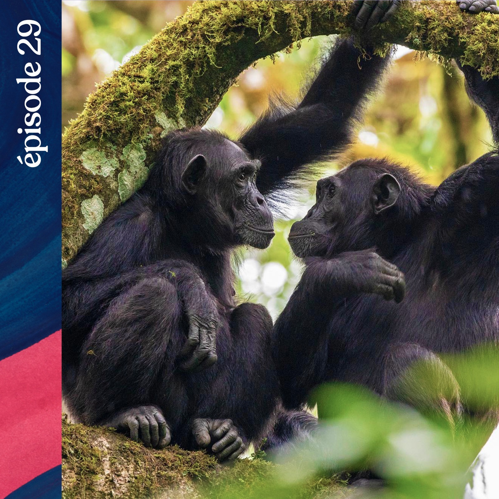 #29 — Les chimpanzés des Monts de la Lune, avec Sabrina Krief cover art