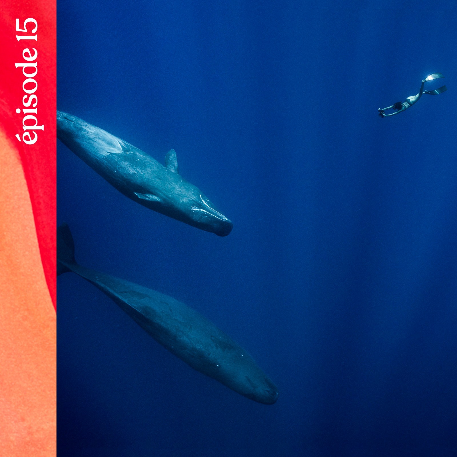 #15 — L'amour sous la surface, avec Julie Gautier et Guillaume Néry cover art