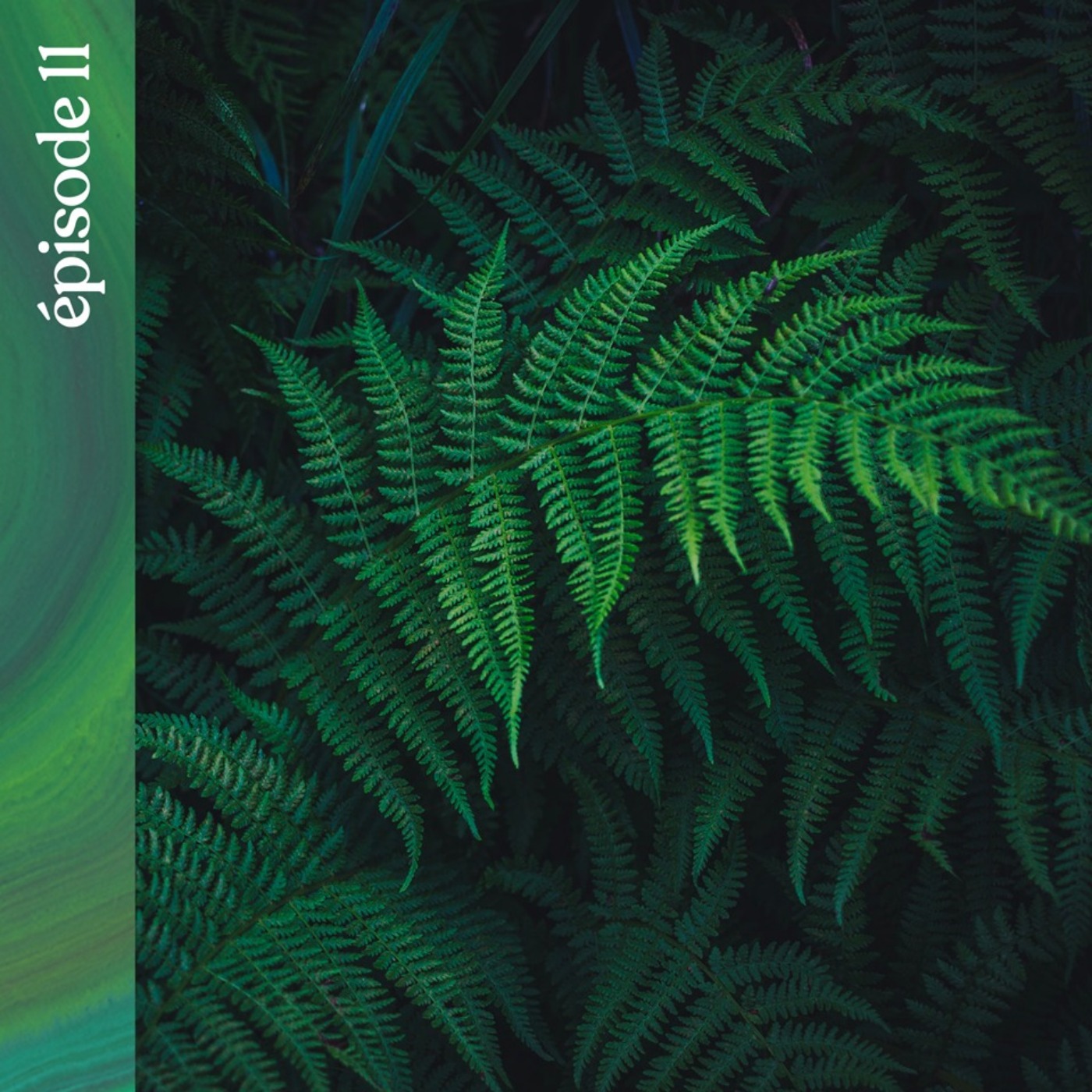 #11 — À la recherche des plantes sauvages de Nouvelle-Zélande, avec Vincent Piton cover art